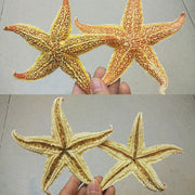 Dried Sea Star Beach Craft Wedding Party