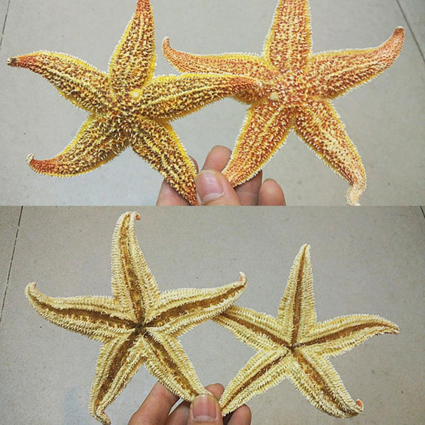 Dried Sea Star Beach Craft Wedding Party