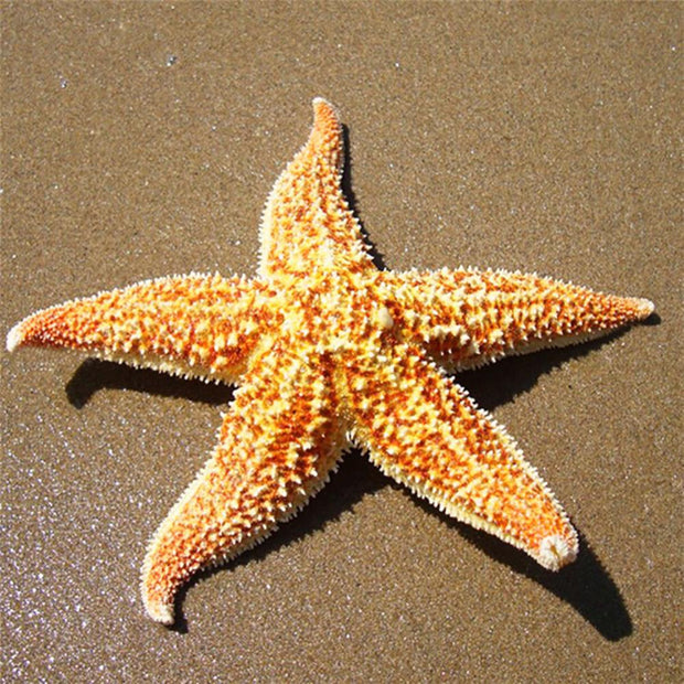 Dried Sea Star Beach Craft Wedding Party