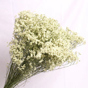 40775905935434|40775905968202|40775906000970|40775906033738|40775906066506