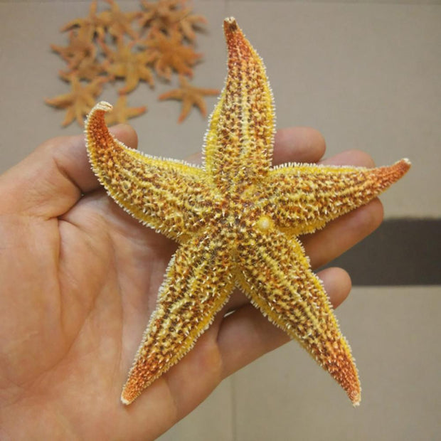 Dried Sea Star Beach Craft Wedding Party
