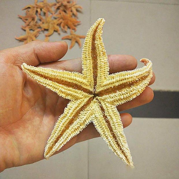 Dried Sea Star Beach Craft Wedding Party