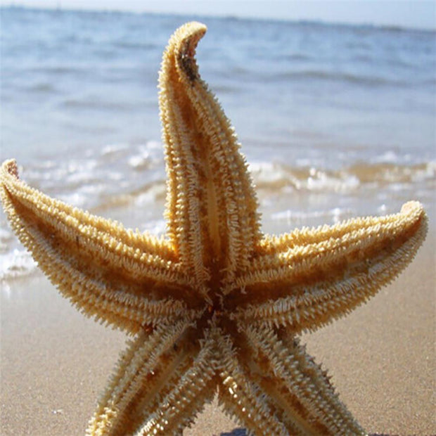 Dried Sea Star Beach Craft Wedding Party