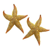 Dried Sea Star Beach Craft Wedding Party
