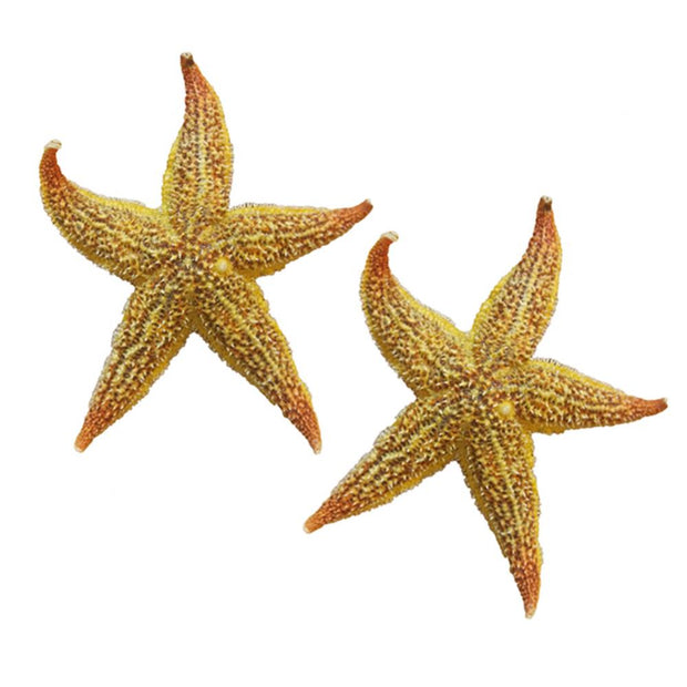 Dried Sea Star Beach Craft Wedding Party