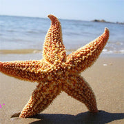 Dried Sea Star Beach Craft Wedding Party
